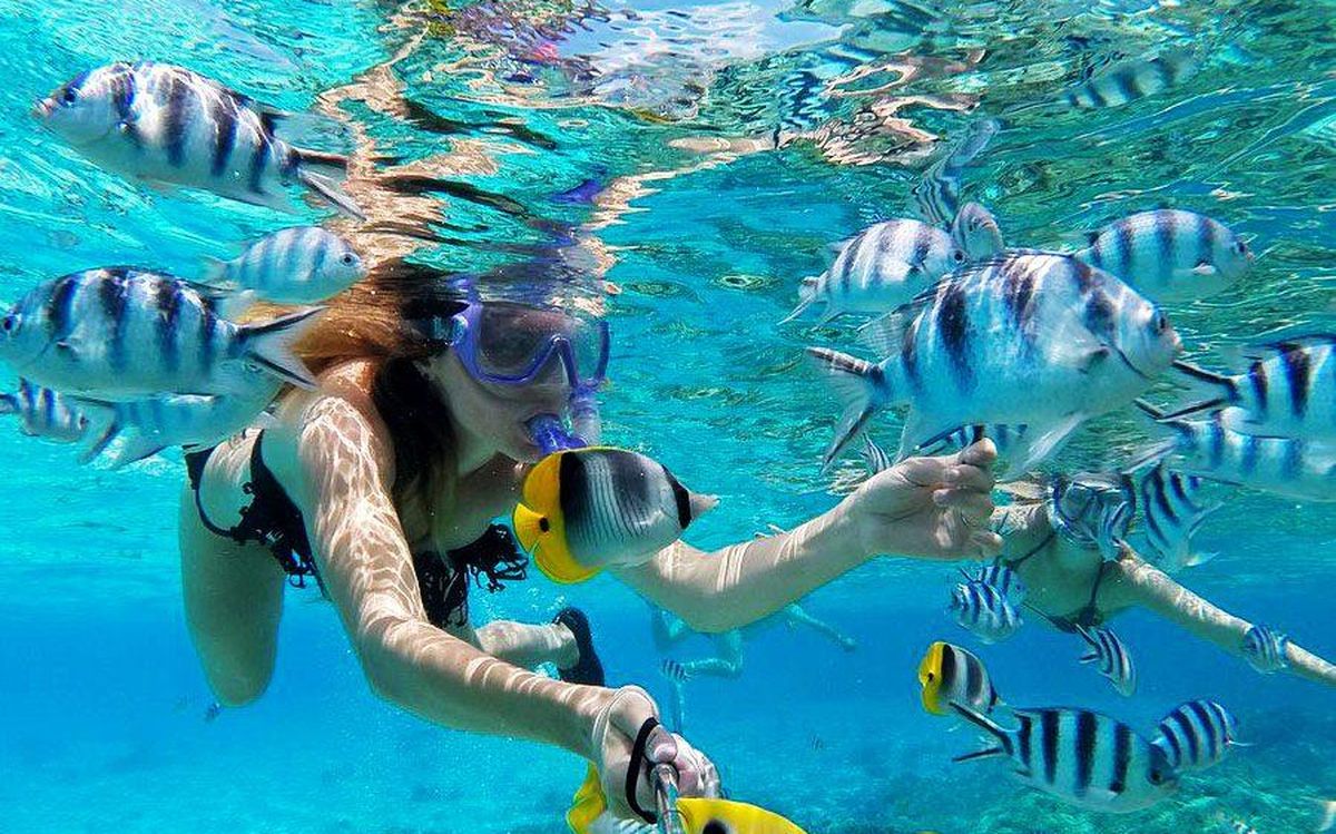 Snorkeling dans le jardin de corail parmi les poissons-papillons et les sergents-majors