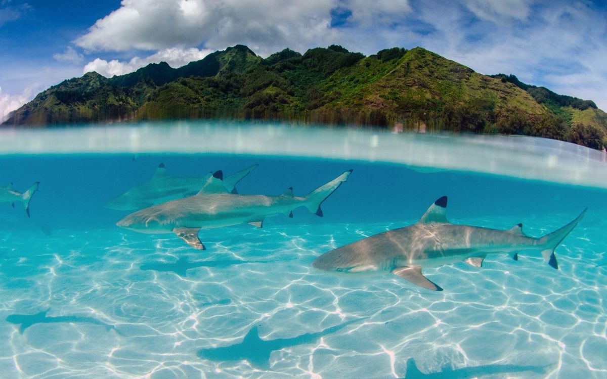 Requins à pointes noires sur le sable blanc du lagon, l'île en arrière-plan